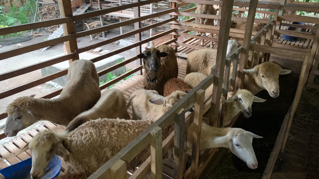Kambing