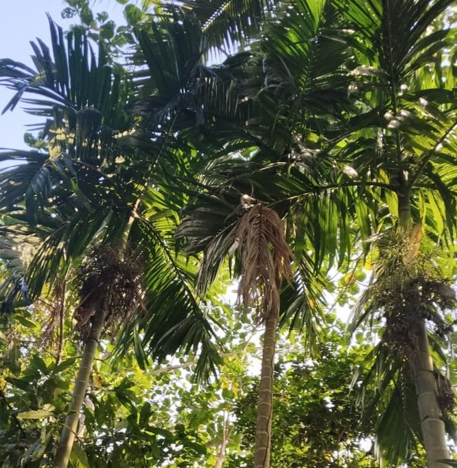 Pinang