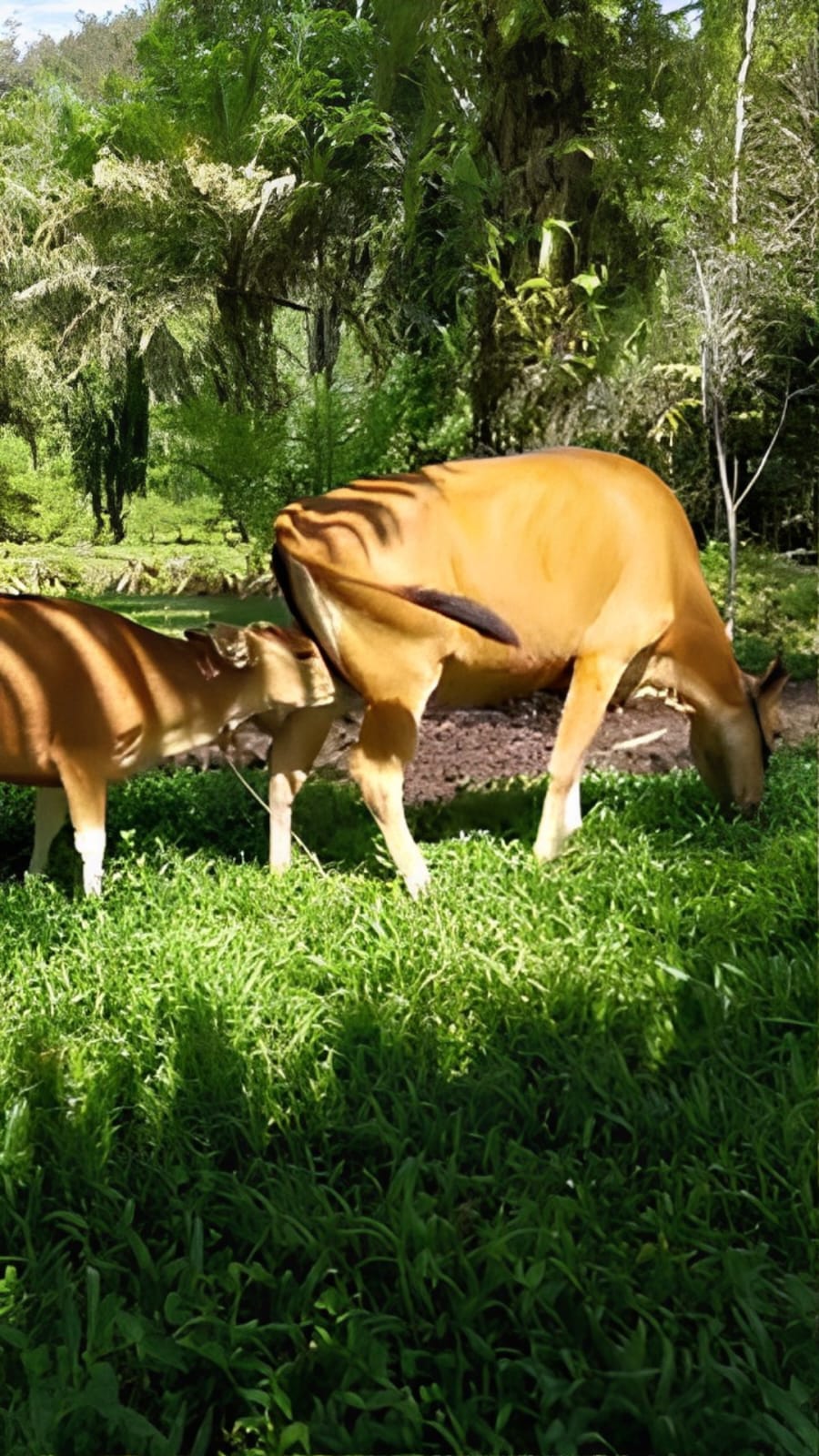 Lembu