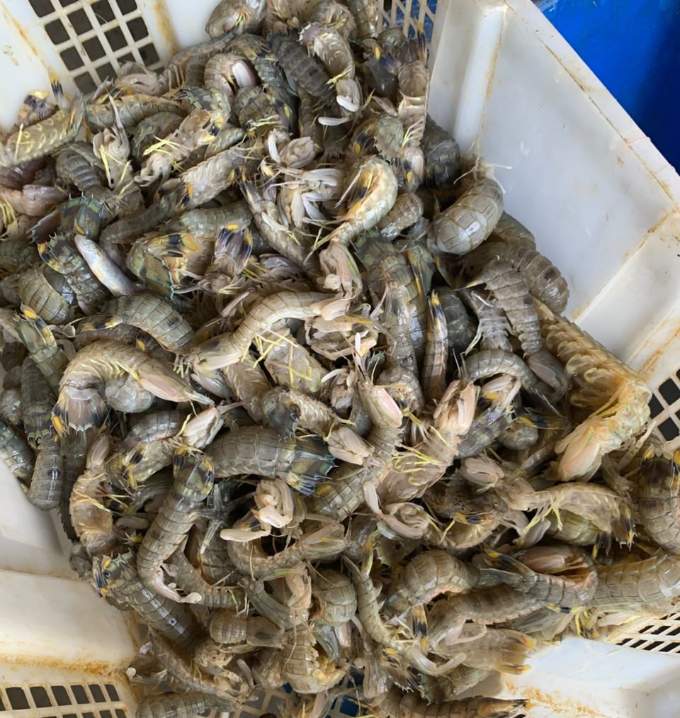 Udang Galah